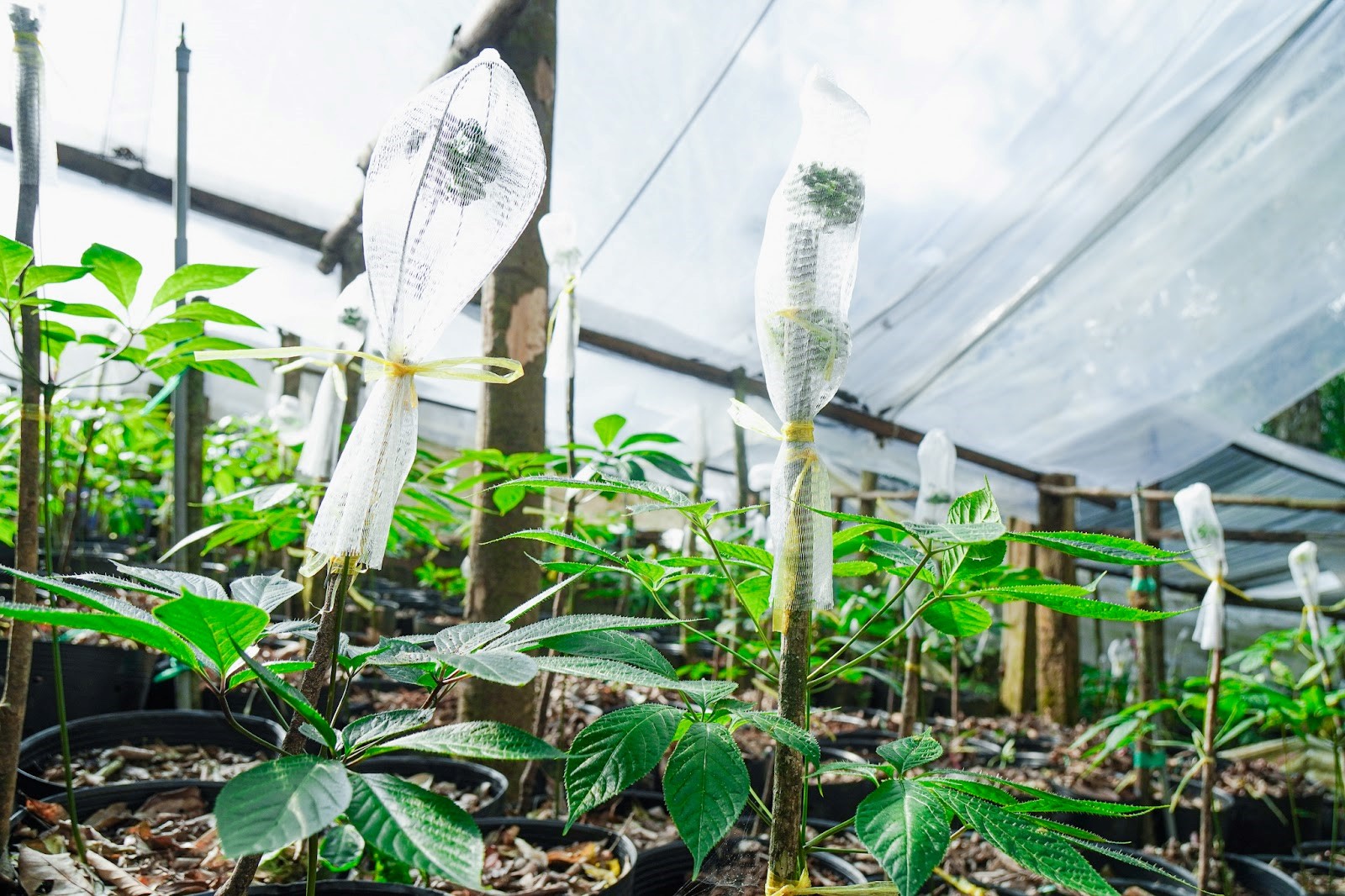 CÔNG TY CỔ PHẦN SÂM NGỌC LINH TU MƠ RÔNG KON TUM